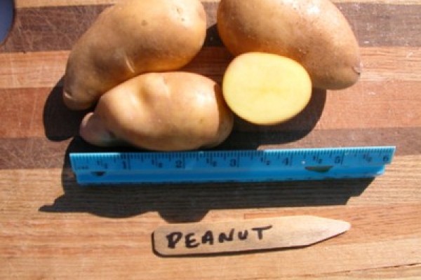 peanut-468cd6060f91686514f4035561ee9d63